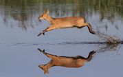TONY HOWES - Water deer running through shallow water
